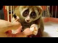 most funny and cute lemurs new compilation