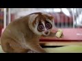 most funny and cute lemurs new compilation