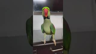 Parrot Pablo cute BYE BYE 🤭❣️#shorts #talkingparrot #animallover #pablofamily