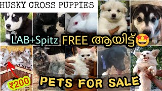 Pᴇᴛꜱ Sale at Low Price In Kerala | വിലക്കുറവിൽ അടിപൊളി Pets വന്നു. 🤩🔥 | PETS POINT