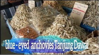 IKAN BILIS MATA BIRU TANJUNG DAWAI- blue-eyed anchovies