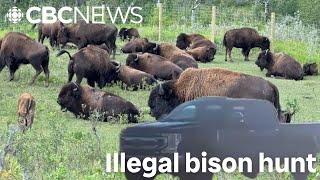 6 bison illegally shot on farm in hunt advertised on social media: Manitoba RCMP