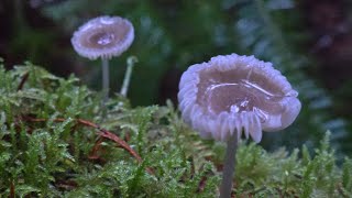 a walk in the rain