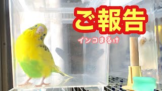 ご報告があります！！　【セキセイインコ】　Budgerigar.