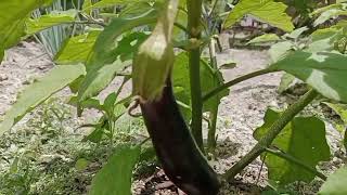 The eggplants have really started to bloom and bear fruit