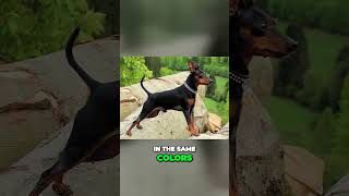 Doberman vs Miniature Pinscher vs German Pinscher - Comparison