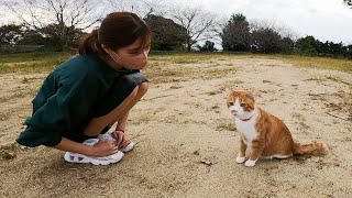 脱走した長男猫と一緒にそのまま散歩に行ったらまるで赤ん坊のようでした…♡[茶トラのクラちゃん]