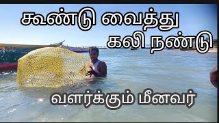 #கலி #நண்டு 🦀 #வளர்ப்பு Kali nandu valarpu murai