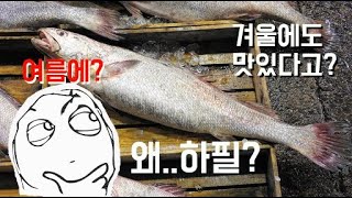 여름 민어가 제철음식이 될 수 있었던 이유 (민어에 대하여)