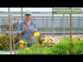 Icelandic Poppies in Johnny's Overwinter Flower Tunnel Trial