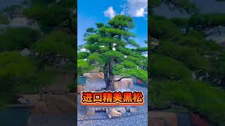 进口 #黑松，有喜欢的双击评论加关注2 #bonsaitree #tree #bonsailovers #bonsaigarden #blackpine #pine