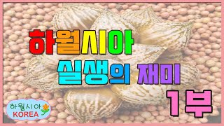 11장 하월시아 실생의 재미(1부)