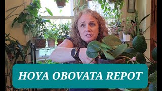 Hoya Obovata Repotting Made Easy!!