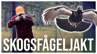 DRÖMLÄGE PÅ GAMMELTUPPEN - Träff eller bom? SKOGSFÅGELJAKT (Two Hunters)