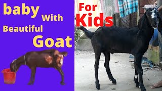 some funny moments with my goats . 1 .the golden goat.baby.kids.funny.