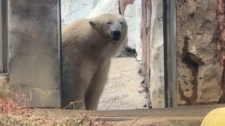 朝のデアちゃんの様子をお届け【‎2025年‎1月7日】【上野動物園】ホッキョクグマ