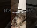 小猫咪为了进卧室有多努力！ shorts 萌宠 可爱