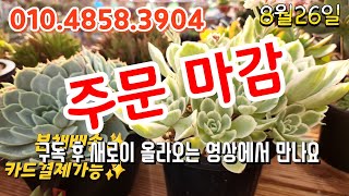 [8월26일] 와~~군생들 참 예쁘다, 분채배송! 카드결제가능 #01048583904 #전국택배가능 #카드결제가능