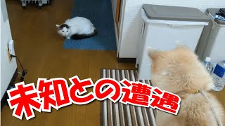 未知との遭遇！保護猫ハグ編：玄関に巨大な猛獣がいてびっくりする猫