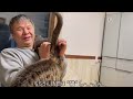 【保護子猫】懐っこすぎて 先住猫も 父ちゃんもメロメロ