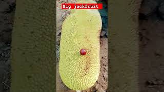 jackfruit #variety #big