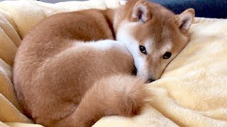 明らかに目つきがおかしいと思ったらやっぱり！！柴犬こてつ君