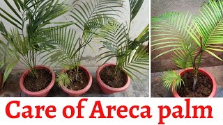 Areca palm | Best indoor and air purifying plant ( एरिका पाम )