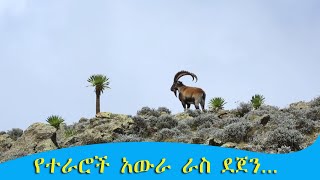 የተራሮች አውራ ራስ ደጀን