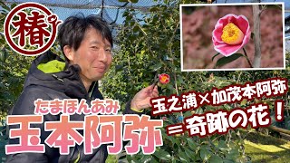 椿の開花速報・発売間もない花【玉本阿弥・たまほんあみ】咲きました！園芸品種ツバキ「玉之浦・たまのうら」と「加茂本阿弥・かもほんあみ」から生まれた美しい花です。