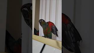 난 아직 어린가봐 #크림슨벨리드코뉴어 #crimsonbelliedconure #cuteparrot #funnyparrot #앵무새키우면좋은점 #귀여운아기앵무새