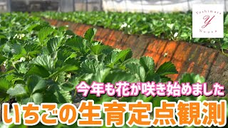 「いちご栽培 いちご農家」いちご苗の生育状況定点観測 9月14日に定植した苗の生育は？