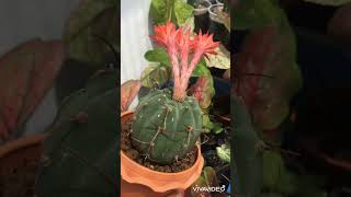 Cactus/matucana madisoniorum/แคคตัส มาตูคาน่า ดอกน้องสวยมากกกก....🥰🥰🌈🍭