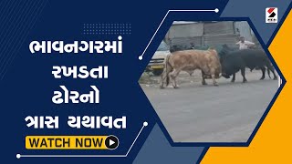 #bhavnagar માં રખડતા ઢોરનો ત્રાસ યથાવત@SandeshNewsTV