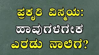 ಪ್ರಕೃತಿ ವಿಸ್ಮಯ: ಹಾವುಗಳಿಗೇಕೆ ಎರಡು ನಾಲಿಗೆ ? | ಸ್ಟೋರಿ ಚಿಕ್ದು ಮೆಸೇಜ್ ದೊಡ್ದು | Kannada Story