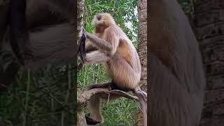 ❤monkey attitude video ♥️#odisha #india #short