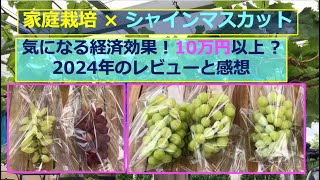 2024年のレビューと感想 \u0026 経済効果発表！【2024年No33 家庭菜園のど素人による栽培】#シャインマスカット #マイハート #ゴールドフィンガー #家庭栽培  2024年09月16日