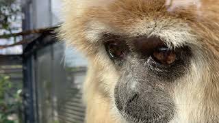 🐵クロマティとシロマティのフサフサが気持ち良さそう💕😊(京都市動物園)