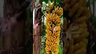 পাকা কলা গাছ থেকে কাটা #shorts #shortsvideo #cultivation