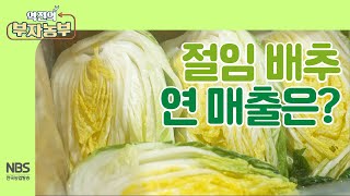 [역전의부자농부 222회]  부자농부 절임 배추 연 매출은?