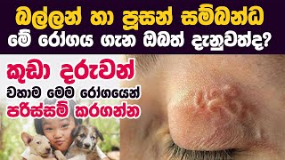 බල්ලන්ගෙන් පූසන්ගෙන් බෝවිය හැකි රෝගයක් | Wishwa Danuma Gaweshaka - විශ්ව දැනුම ගවේශක