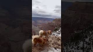 Chow Chows hiking