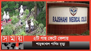 ড্রেন বানাতে গিয়ে মারা পড়লো শতাধিক অতিথি পাখি! | Rajshahi News | Somoy TV