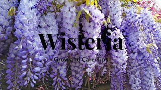 Wisteria: Grow and Care Tips