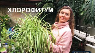 ХЛОРОФИТУМ уход 🌱 полезные свойства 🌱 ПОЧЕМУ ЖЕЛТЕЮТ ЛИСТЬЯ