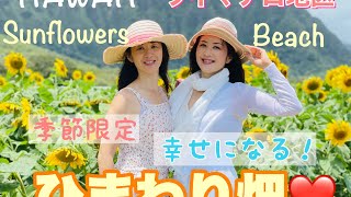 季節限定！元気が出るハワイのひまわり畑 とワイマナロビーチ2本立てWaimanalo Sunflowers! Waimanalo Country Farm