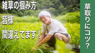 草取りにコツ！？見れば出来栄えと楽さが変わる、意外に知らない雑草のつかみ方（字幕対応）