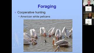 2022 November - Why do birds flock? with Jessica Griffiths