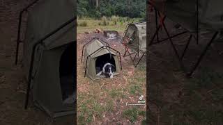 How to Keep a Dog Dry when Camping #dogscamping