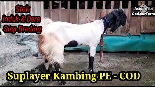 Full Stok Induk \u0026 Dara - Suplayer Kambing PE