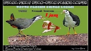 Download Lagu Suara Ruak Ruak Pikat Paling Ampuh Kruaaak kruwuaa... MP3 Gratis